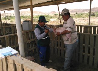 Piura: 40 mil porcinos protegidos contra la peste porcina clásica en primer trimestre del año