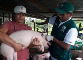 Piura: Senasa atenderá a más de 1600 animales en acción cívica programada en Chulucanas