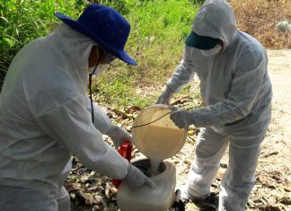 Tumbes: Senasa y productores bananeros reguardan producción de 5 mil hectáreas de plátano