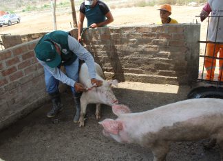 Senasa intensifica campaña de vacunación contra la peste porcina en predios de crianza familiar