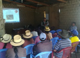 Huaral: Senasa realiza control de plaga de roedores en comunidad alto andina