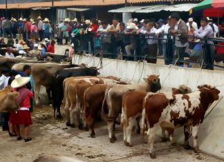 Cajamarca: Senasa resguarda sanidad animal en actividades pecuarias de la región