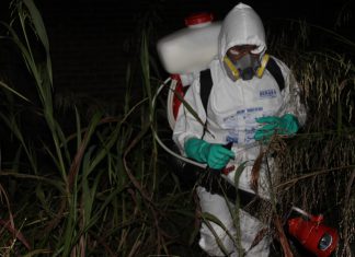 Junín: Senasa y agricultores unen esfuerzos para erradicar caracol gigante africano