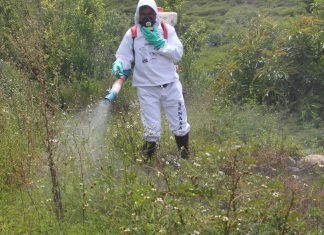 Huancavelica: Senasa y agricultores ejecutan labores preventivas de control de langosta