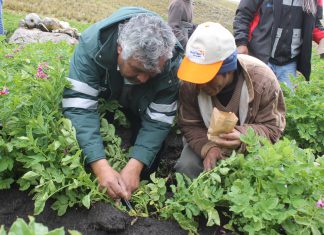 Huancavelica: Senasa supervisa producción agroecológica de papa nativa en Chacapampa