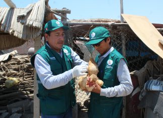 Arequipa: Senasa inicia campaña de vacunación contra Newcastle