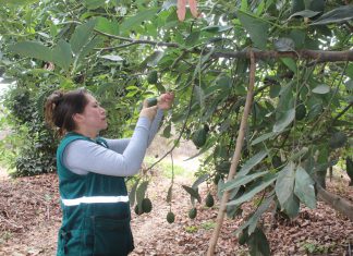 Lambayeque: Senasa certifica lugares de producción de pequeños productores de palto