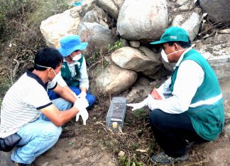 La Libertad: Senasa mantiene acciones de control de roedores en beneficio de agricultores de Virú