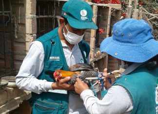 Senasa proyecta vacunar a 8 mil aves de crianza familiar en Huaral