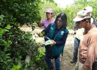 Senasa coordina con autoridades de la región Tumbes acciones de prevención del HLB