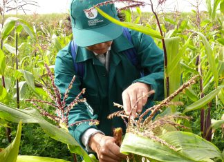 Ayacucho: Senasa refuerza vigilancia fitosanitaria de maíz ante constantes lluvias en Chiara