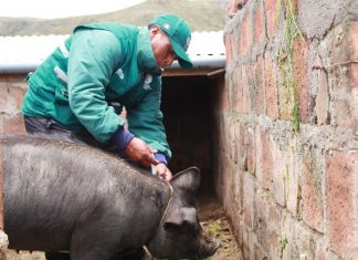 Senasa vacunará más de 59 mil cerdos contra peste porcina clásica en Puno