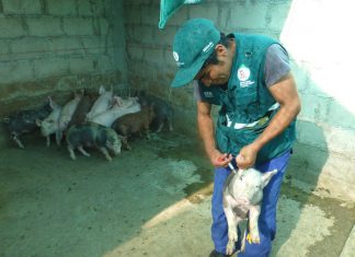 Senasa registra 11,548 cerdos vacunados contra la peste porcina en Apurímac