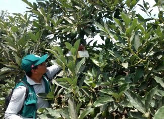Ica: Senasa resguarda cultivos de palto con vigilancia fitosanitaria