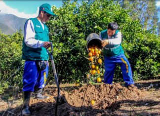 Productores controlan plagas con el apoyo de Senasa