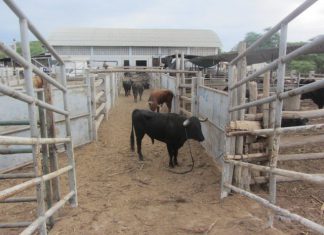 MINAGRI exhorta a ganaderos evitar ingresar animales sin permisos sanitarios