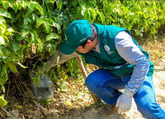 Senasa realiza control de plaga de roedores en el valle Santa Eulalia