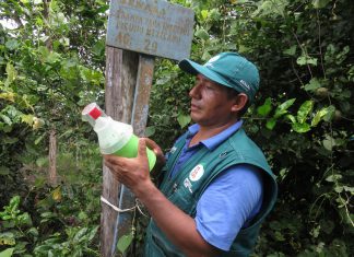 MINAGRI realiza vigilancia para detección de plagas del algodón