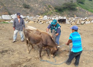 La Libertad: MINAGRI atiende a ganaderos para prevenir aparición de casos de ántrax