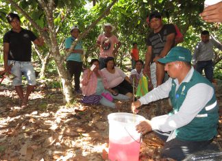 Madre de Dios: MINAGRI lidera jornadas de instrucción para enfrentar plagas en Cacao