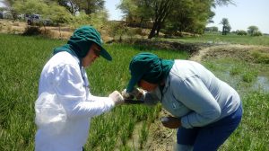 Acciones en predios piloto permiten definir estrategia contra plagas del arroz en valle del Bajo Piura - MINAGRI