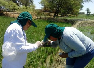 Acciones en predios piloto permiten definir estrategia contra plagas del arroz en valle del Bajo Piura