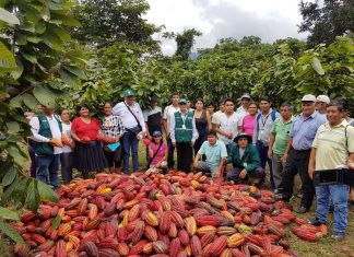 Familias del campo mantienen bajo control al mazorquero del cacao en Huánuco