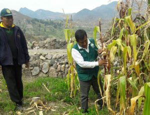EVALUACION MAIZ - LUPAJA - Senasa - Minagri