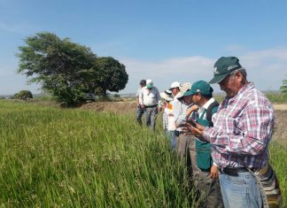 MINAGRI inicia formación de evaluadores de plagas en Tumbes