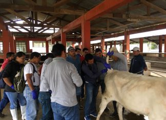 San Martín: MINAGRI capacitó a equipo técnico para control de Brucelosis y Tuberculosis bovina