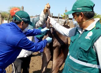 Tumbes: MINAGRI refuerza medidas sanitarias para controlar posibles brotes de Brucelosis Bovina