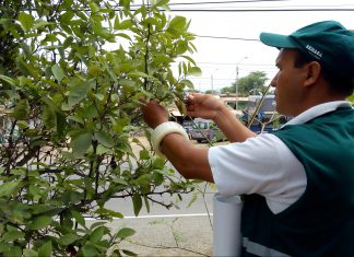 Intensifican acciones sanitarias contra plaga que destruye naranjos, limoneros y otros cítricos