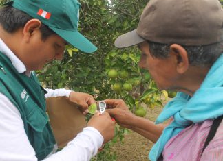 Piura: MINAGRI, productores y autoridades articularán acciones para evitar el ingreso del HLB al Perú