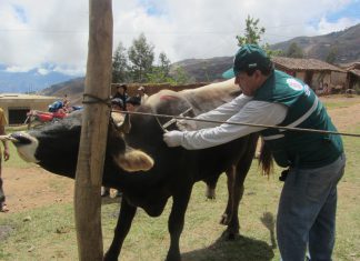 La Libertad: MINAGRI anunció la vacunación de más de 47 mil animales contra el Ántrax