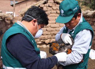 Simulacro de influenza aviar genera expectativa en Lurín