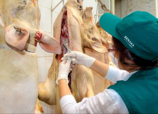 MINAGRI realiza monitoreo de virus de Peste Porcina en mataderos de Lambayeque