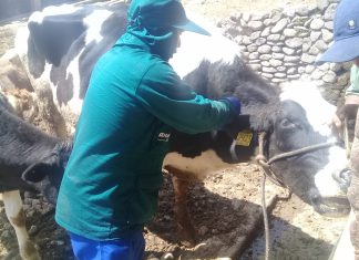 Junín: Más de 51 mil bovinos vacunados contra el carbunco sintomático en el 2018