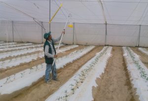 MINAGRI acompaña producción de tomate con vigilancia sanitaria en Tacna - Senasa