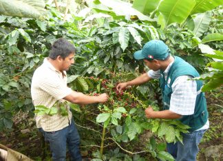Piura: MINAGRI atiende a pequeños caficultores mediante Escuelas de Campo