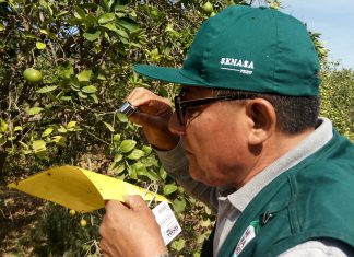 Ica: MINAGRI conforma brigadas para reforzar vigilancia de HLB en campos de cítricos