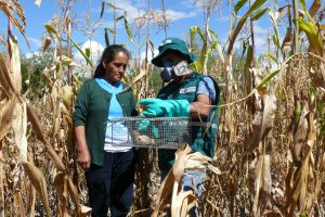 MINAGRI coordina control de roedores con agricultores de Ayacucho - Senasa