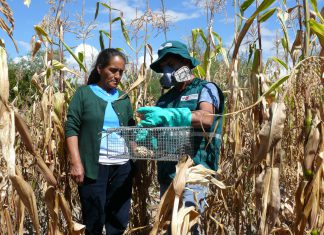 MINAGRI coordina control de roedores con agricultores de Ayacucho