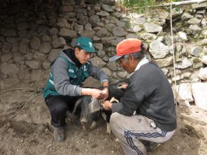 MINAGRI vacuna a más de 15 mil cerdos para prevenir peste porcina clásica en Cusco