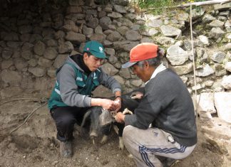 MINAGRI vacuna a más de 15 mil cerdos para prevenir peste porcina clásica en Cusco