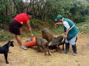 Minagri - Realizan vigilancia sanitaria preventiva en produccion agricola y ganadera en Lambayeque - Senasa