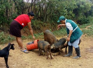 Realizan vigilancia sanitaria preventiva en producción agrícola y ganadera en Lambayeque