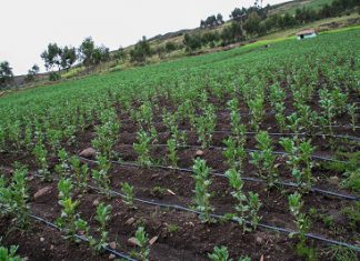 Minagri aprueba asignación de más de S/ 185 millones para obras de riego en regiones