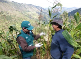 MINAGRI recomienda limpieza permanente de campos de cultivo para evitar plaga de roedores