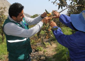 Garantizan campaña de nísperos en el valle de San Pedro de Coayllo
