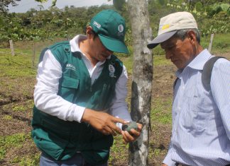 Junín: Evalúan cultivos de importancia económica para evitar presencia de plagas cuarentenarias